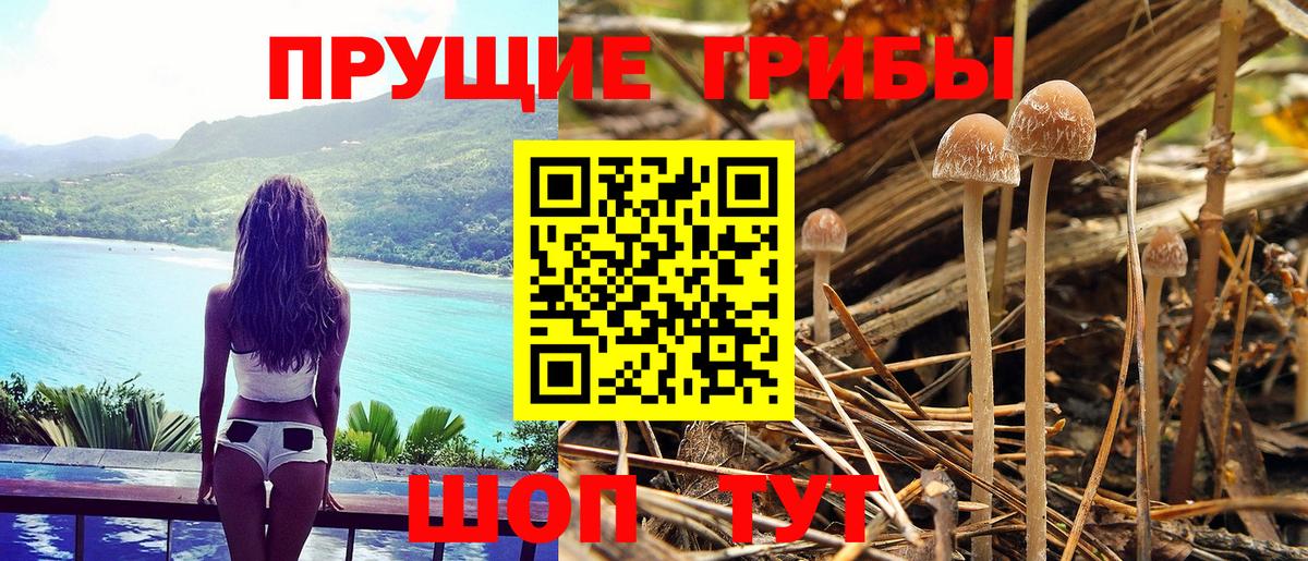 Морозовск  Псилоцибиновые грибы Psilocybine cubensis  Вход с VPN 
